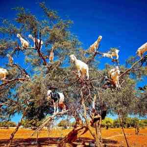 Obrázek 'Kozovnik Maroko'