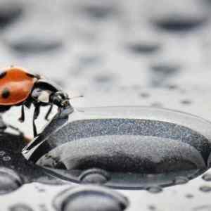 Obrázek 'Ladybug and raindrops'