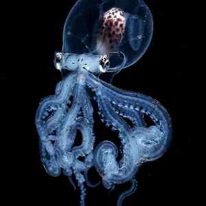 Obrázek 'Larva chobotnice Wunderpus photogenicus'