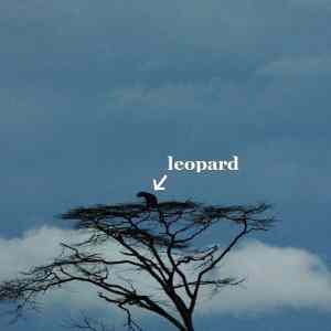 Obrázek 'Leopard - 18-05-2012'