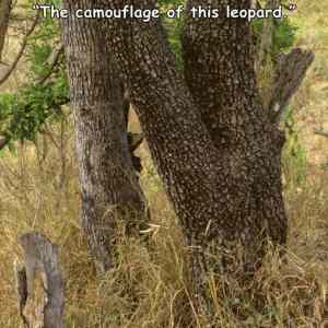 Obrázek 'Leopard Camouflage'