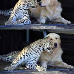 Obrázek 'Leopard and the golden retriever who are best friends'