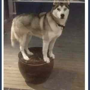 Obrázek 'Let Me In  '