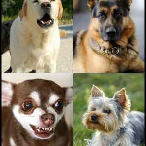 Obrázek 'Lets&nbsp;Learn&nbsp;The&nbsp;Difference&nbsp;&nbsp;&nbsp;'