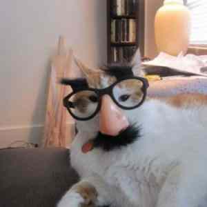 Obrázek 'Like-Cat-Sir 5B1 5D'