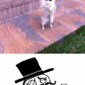 Obrázek 'Like a sir 05-02-2012'