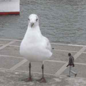 Obrázek 'Lil&nbsp;nigga'