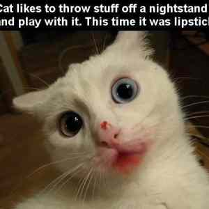 Obrázek 'Lipstick&nbsp;Cat'