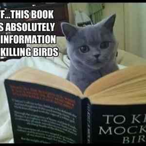 Obrázek 'Little-cat-read-mockingbird-book'