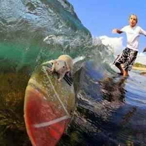 Obrázek 'Little-surfer-rodent'