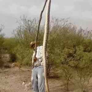 Obrázek 'LongSnake'