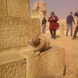 Obrázek 'Look at me - I am the Sphinx meow'