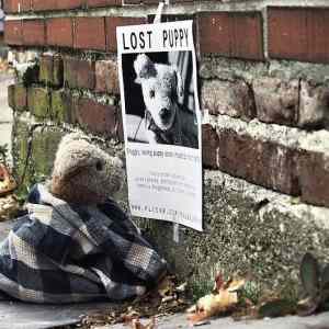 Obrázek 'Lost Puppy 06-03-2012'