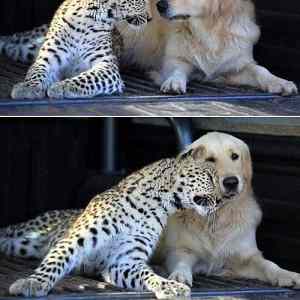 Obrázek 'Love 04-02-2012'