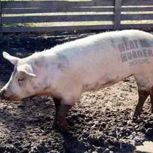 Obrázek 'MEAT IS MURDER'