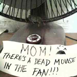 Obrázek 'MOM - theres a dead mouse'