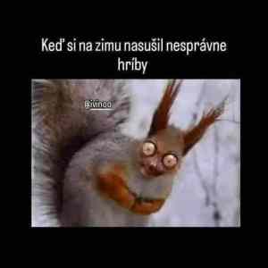 Obrázek 'MRGA0815-hriby'