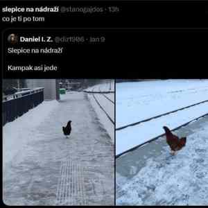 Obrázek 'MRGA1151-Slepice'