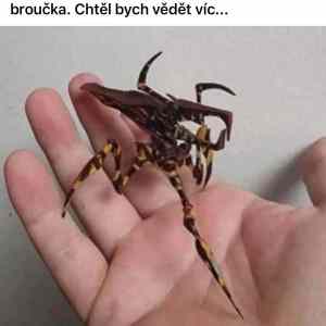 Obrázek 'MRGA501-Broucinek'