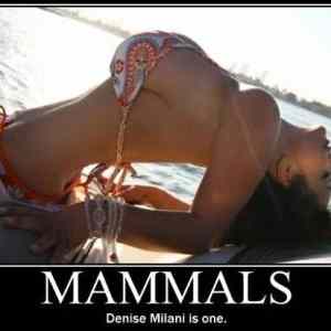 Obrázek 'Mammals 16-01-2012'