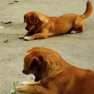 Obrázek 'Mantis&nbsp;Vs.&nbsp;Dog&nbsp;&nbsp;'