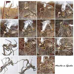 Obrázek 'Mantis vs Spider'