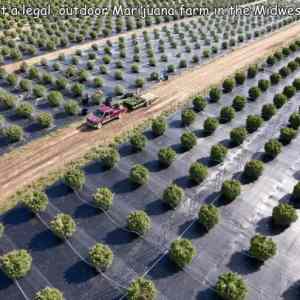 Obrázek 'Marijuana farm'