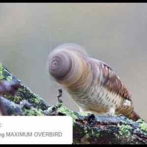 Obrázek 'Maximum Overbird'