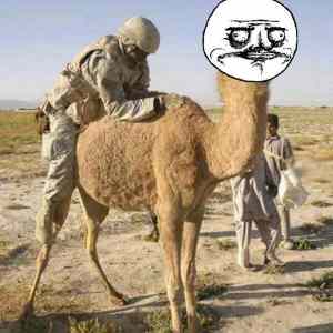 Obrázek 'Me Gusta camel'