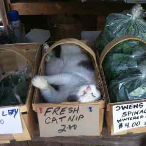 Obrázek 'Meanwhile at Farmers Market'