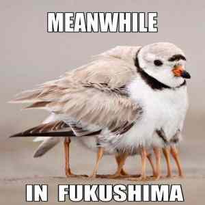 Obrázek 'Meanwhile in Fukushima'