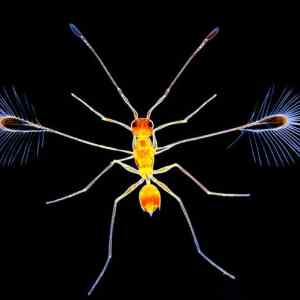 Obrázek 'Mikrokosmos - fairy fly wasp'
