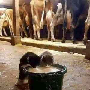 Obrázek 'Milk&nbsp;inspection&nbsp;committee'