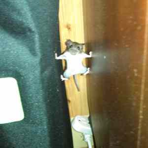 Obrázek 'Mission impostible mouse'