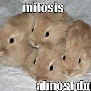 Obrázek 'Mitosis bunnies'