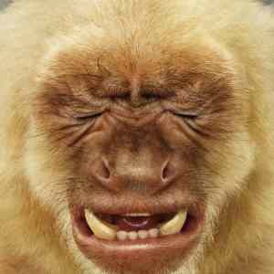 Obrázek 'Monkey&nbsp;Models3'