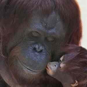 Obrázek 'Monkey kiss '
