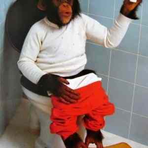 Obrázek 'Monkey on toilet'