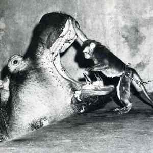 Obrázek 'Monkey vs hippo'
