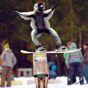 Obrázek 'Monkeyaction'