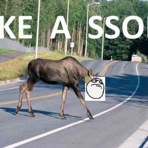 Obrázek 'Moose crossing a road'