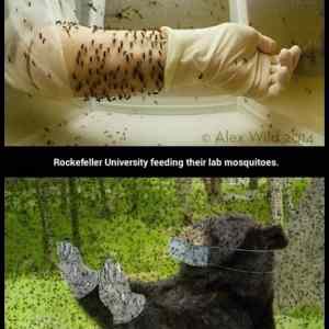 Obrázek 'Mosquito&nbsp;Feeding'