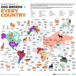 Obrázek 'Most popular dog breeds in every country'