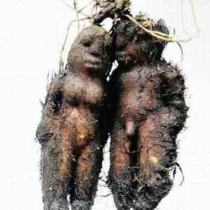 Obrázek 'Mother Natures Freaky Creations7'