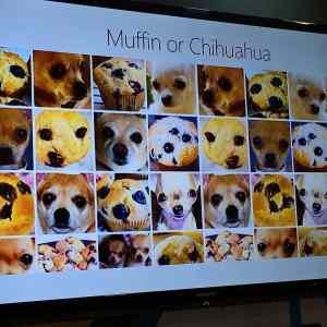 Obrázek 'Muffin or Chihuahua'