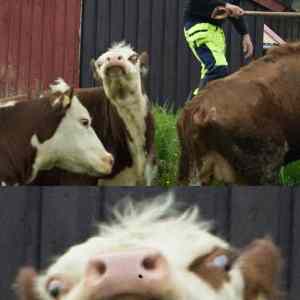 Obrázek 'My friends dad and his cows - 20-06-2012'