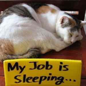 Obrázek 'My job is sleeping'