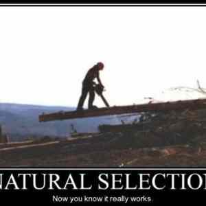 Obrázek 'Natural selection'