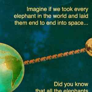 Obrázek 'Neat Nature Fact - Elephants 20-03-2012'