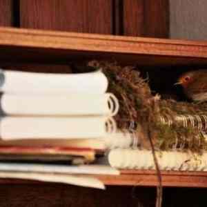 Obrázek 'Nest - 17-05-2012'